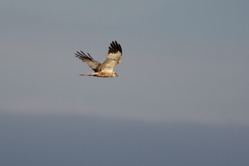Western marsh harrier on the west coast in Sweden