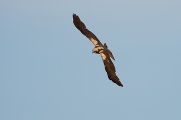 Western marsh harrier on the west coast in Sweden