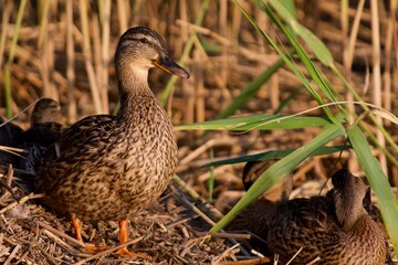 Mallard 