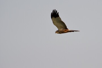 Western marsh harrier on the west coast in Sweden