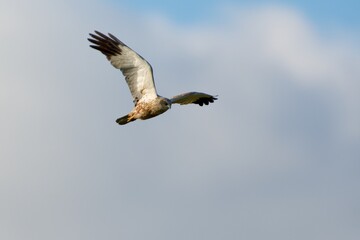 Western marsh harrier on the west coast in Sweden