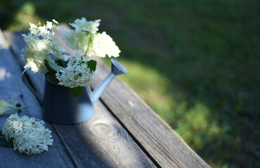 A sunny summer day. A bouquet of white hydrangea in a decorative watering can stands in the sunlight on a wooden table in the garden. There are green bokeh in the background. Gentle purity!