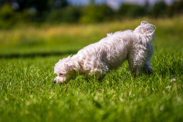 Naklejka na ściany i meble Small mini maltese dog on the meadow