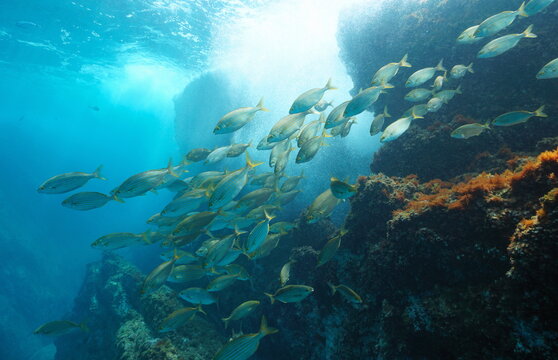 School of fish underwater in the sea (Sarpa salpa), Mediterranean, Javea, Alicante, Valencia, Spain
