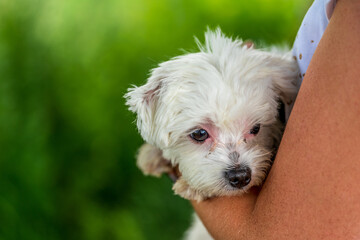 Small mini maltese dog on a woman's arm.