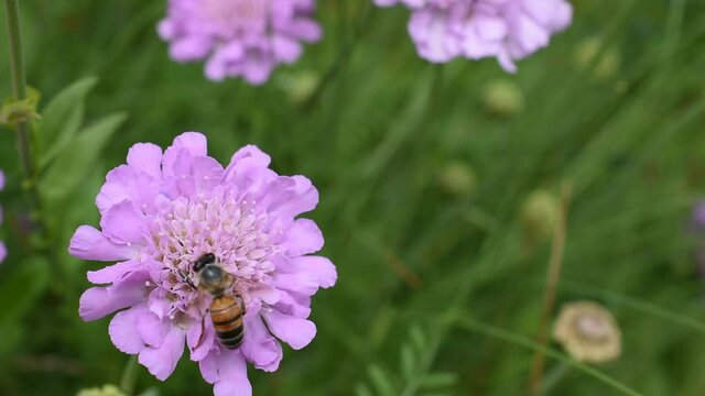 Closeup of a honey bee on the flower of field scabious