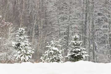 Winter forest, snow-coverd trees, Podlasie Poland