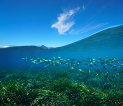 Seagrass with fish underwater sea and blue sky with cloud, split view over and under water surface, Mediterranean sea