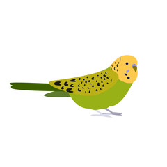 parrot. green budgerigar. pet poultry. small bird. exotic bird. bright beautiful chick. stock vector illustration isolated on white background.
