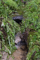 Flowing river over rocks, moss, ferns and grass, natural landscape