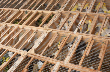 Quail and Canaries on the animal market in Mol, Belgium.