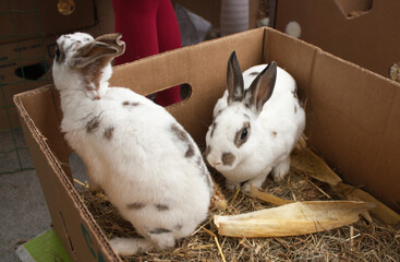 Obraz premium Rabbits on the animal market in Mol, Belgium.