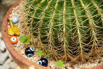potted cacti of the garden