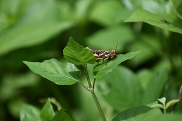 Nature Grasshopper