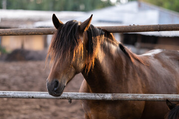Brown young stallions in the stable. Horses stand in the paddock at the sunset of the summer sun.