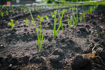 Young onion seedlings in row growing in the soil at farm. Vegetable cultivated in farm, organic healthy food