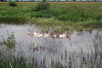 Scenes from rural life. Domestic geese in a pond in a meadow. Hot July day. Summer at its zenith