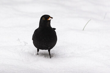Beautiful male common blackbird on the snow, Pomerania Poland