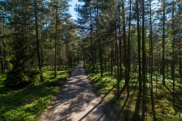 Pine forest, birch trees, mixed forest and the sun showing through the trees in the forest.