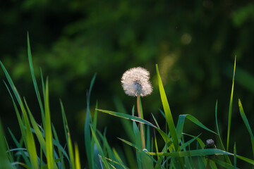 Dandelion with white seedhead in the green grass in the summer evening. Green forest in the background