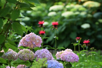 Garden view with pink and white hydrangeas, monardas, bokeh shrubs. Natural summer garden. Focus on pink hydrangeas.