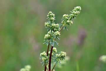 Knospen von weißem Labkraut
