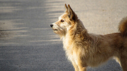 A small dog on the background of the road