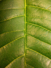 close up of leaf