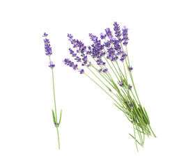Naklejka premium Lavender flowers isolated on white background.