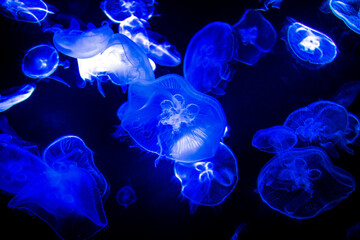 Aurelia aurita common jellyfish colony in dark water with glowing blue light as dark underwater background 
