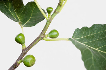 close up of small fig fruits growing on Ficus carica tree branch