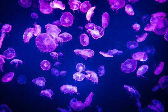 Aurelia aurita common jellyfish colony in dark water with glowing purple light as dark underwater background 