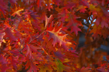 Branch of northern red oak with colorful red, golden and shiny bronze leaves  in autumn