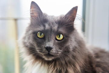 Portrait of a handsome green-eyed gray cat