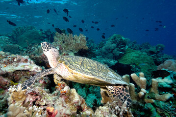 Obraz premium A turtle in the sea