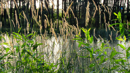 Growing nature in summer. Summer atmosphere