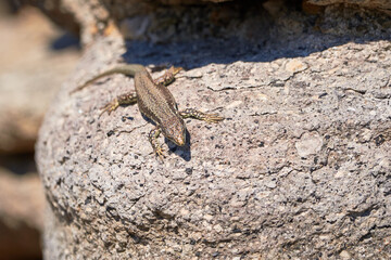 Common wall lizard sunbathing on a rock in the morning (Podarcis Muralis)	