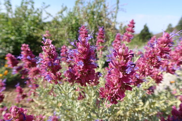 Great Bumblebee Visiting and Pollinating Purple Flowers