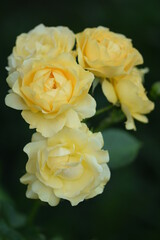 Anisade pastel yellow roses on dark green garden background.
