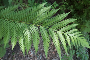 Chain Leafed Fern
