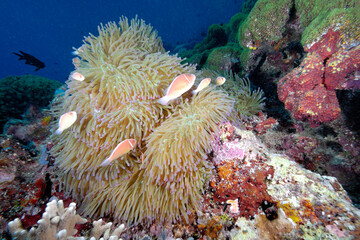 An anemone and it's Clown fish
