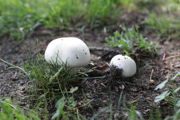 Two white mushrooms on soil among grass on summer.