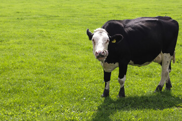 Lonely white-black cow shows its tongue on green meadow.