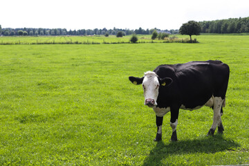 Lonely white-black cow stands on green meadow close to the city on summer.
