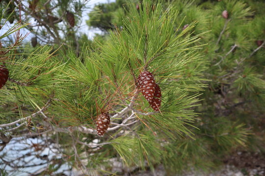 Pine cones on a pine branch with bright green needles over the sea  on a sunny day