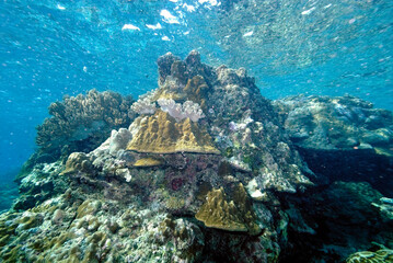 A picture of the coral reef