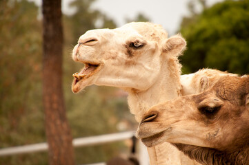free animals in nature reserve