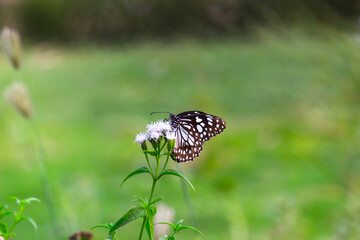 blue spotted milkweed butterfly or danainae or milkweed butterfly feeding on the flower plants in natural 
 environment, macro shots, butterfly garden, 