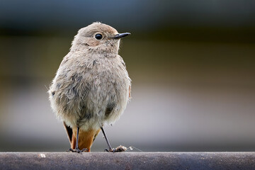 Black redstart female, bird close-up near nest (Phoenicurus ochruros)	