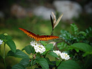 mariposa monarca